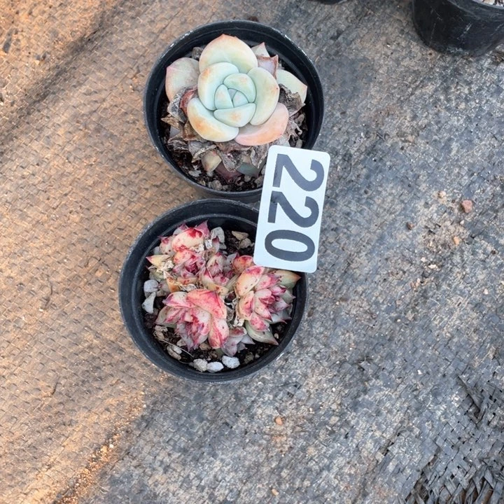 晶*多肉植物一物一拍