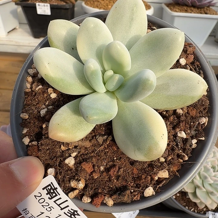 香水锦111111115-122