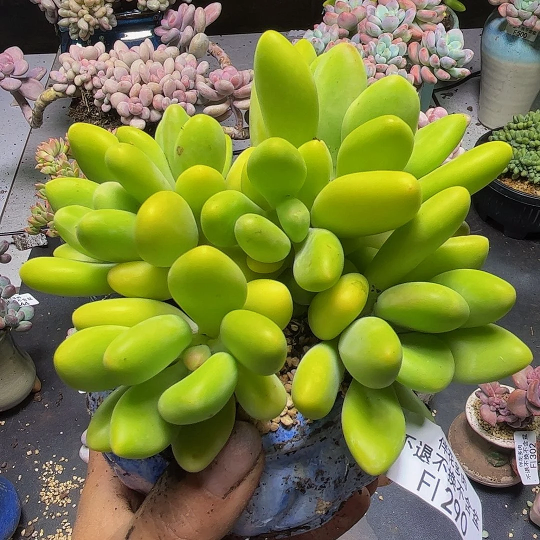 芒果奶酪290/10cm多肉