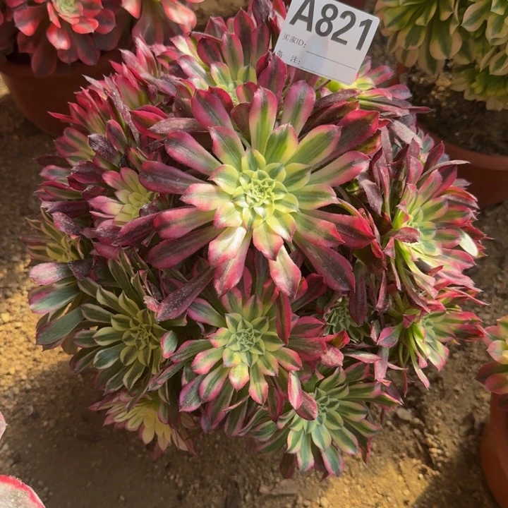 红陶天合821多肉