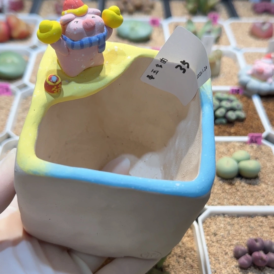 M****.多肉多肉多肉1.24-035