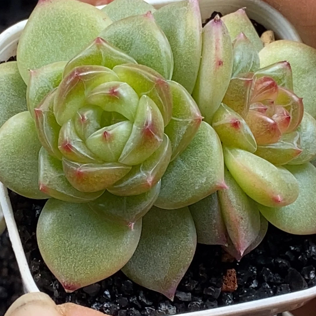 天官赐福百无禁忌