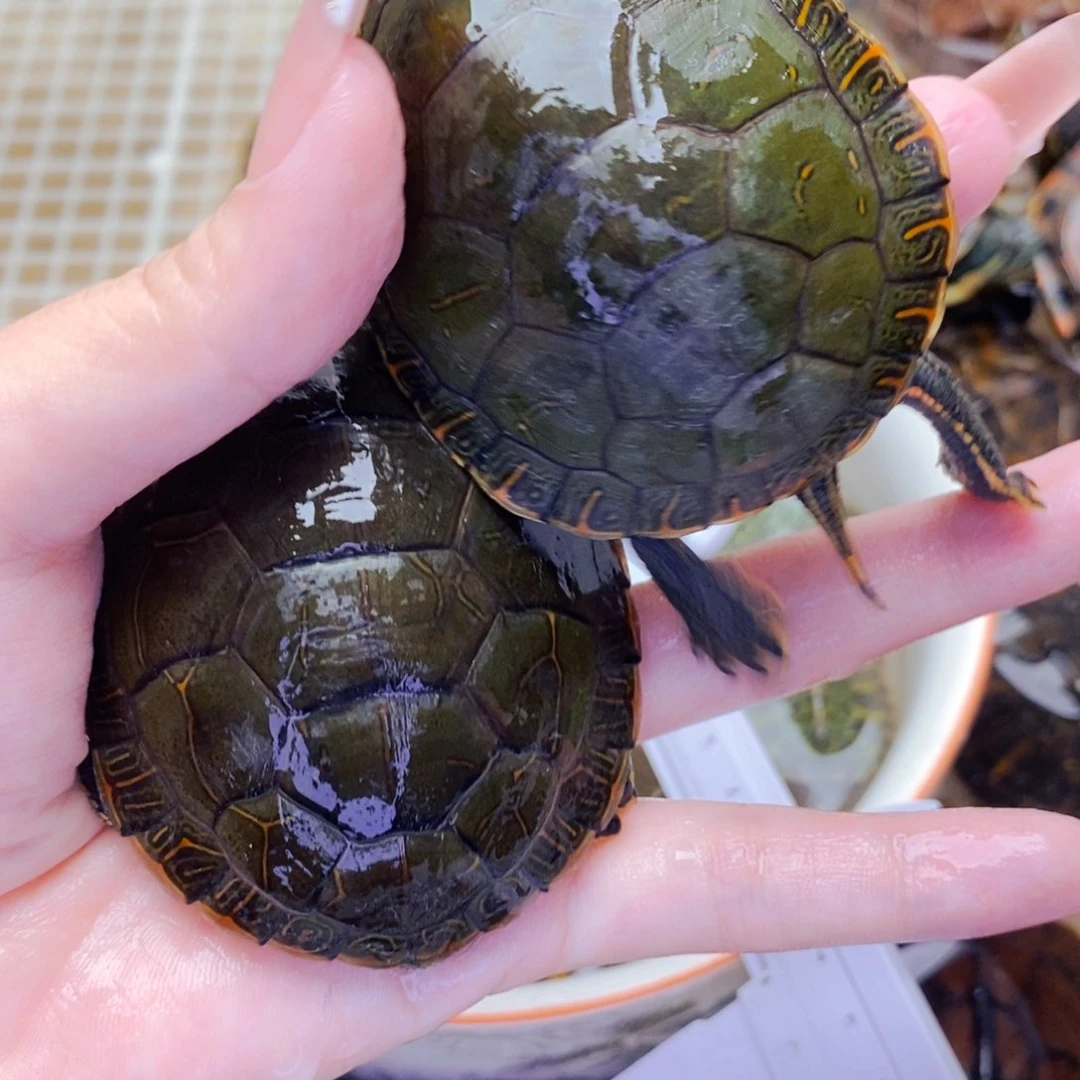 不分公母宠物龟西锦一对