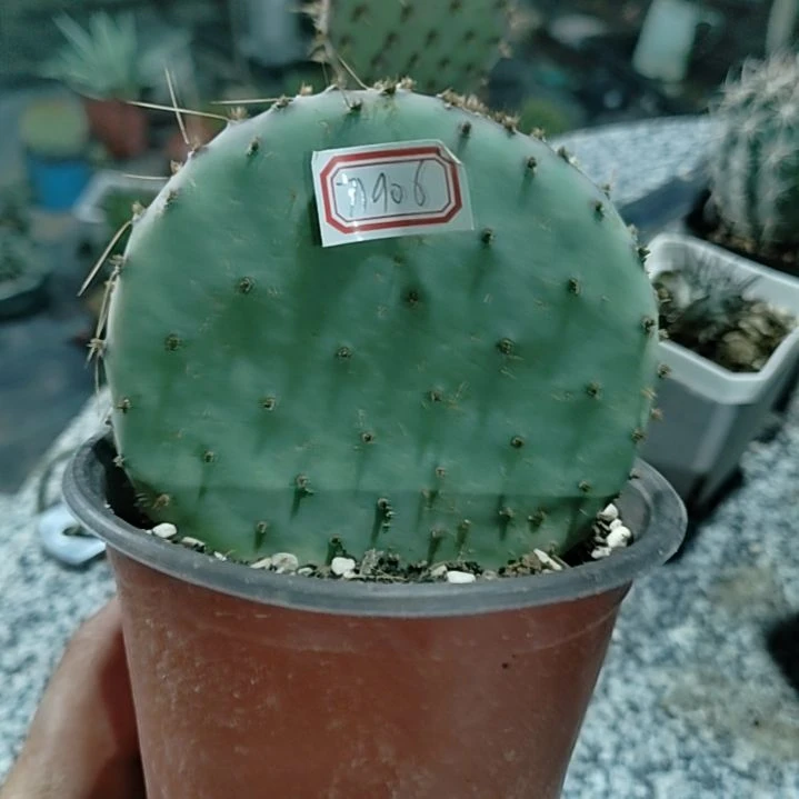 信**饰潮流植物胜利塔仙人掌71906