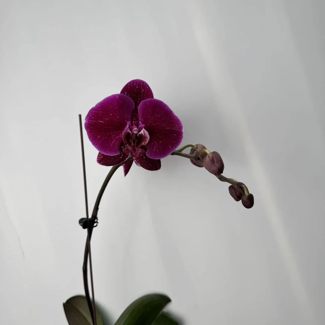 【李先生】联合斯帕克(单花剑)蝴蝶兰花卉盆栽好适合桌面