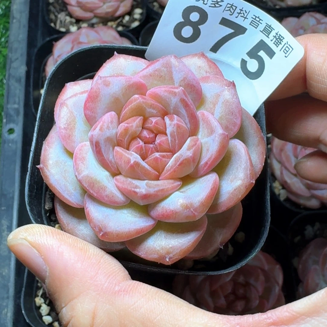 琥珀         多肉植物