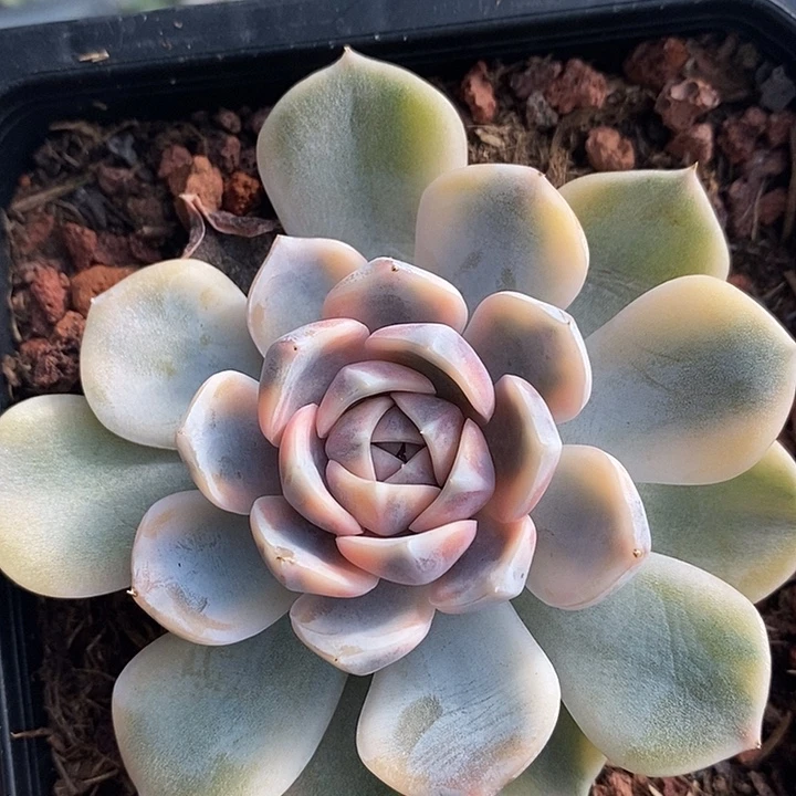 汉堡锦多肉植物多肉