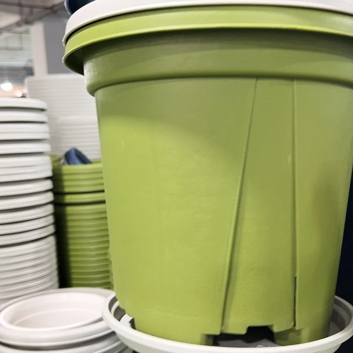 正品青山口32高28果绿色5只带托