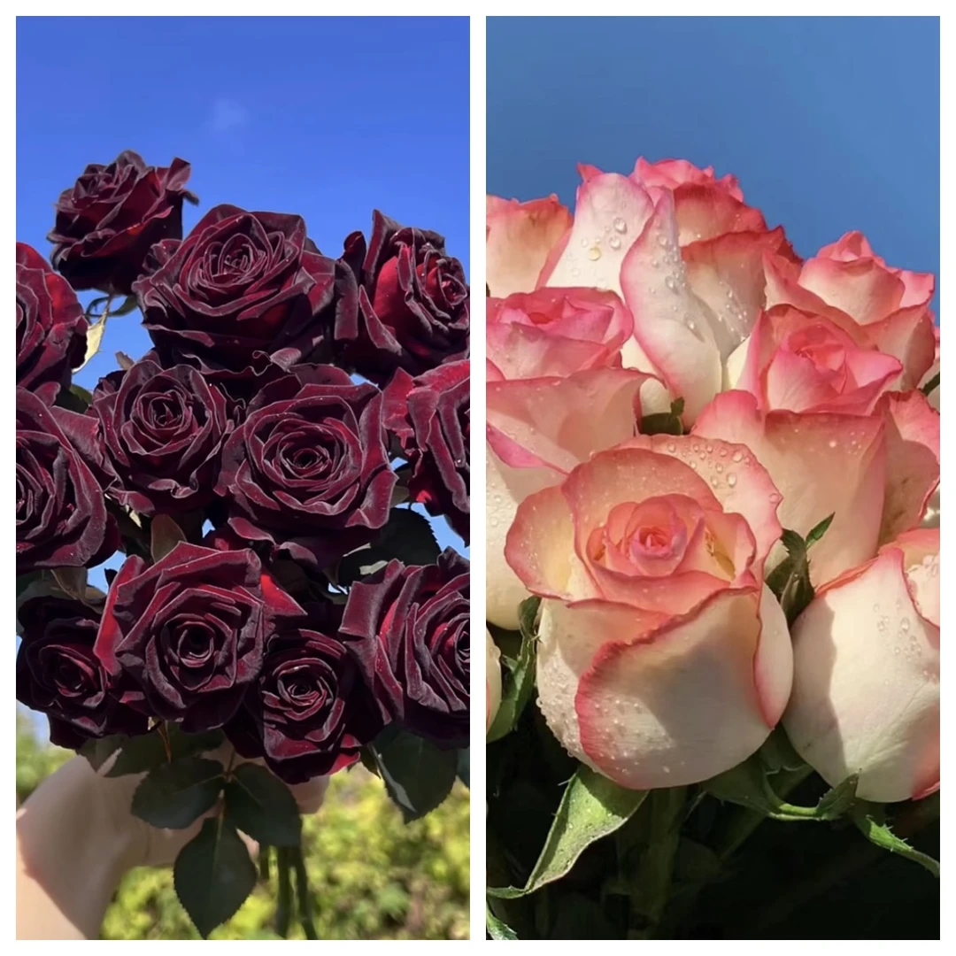 【黑巴克+艾莎】贵族气质大花基地直发阳台庭院种植