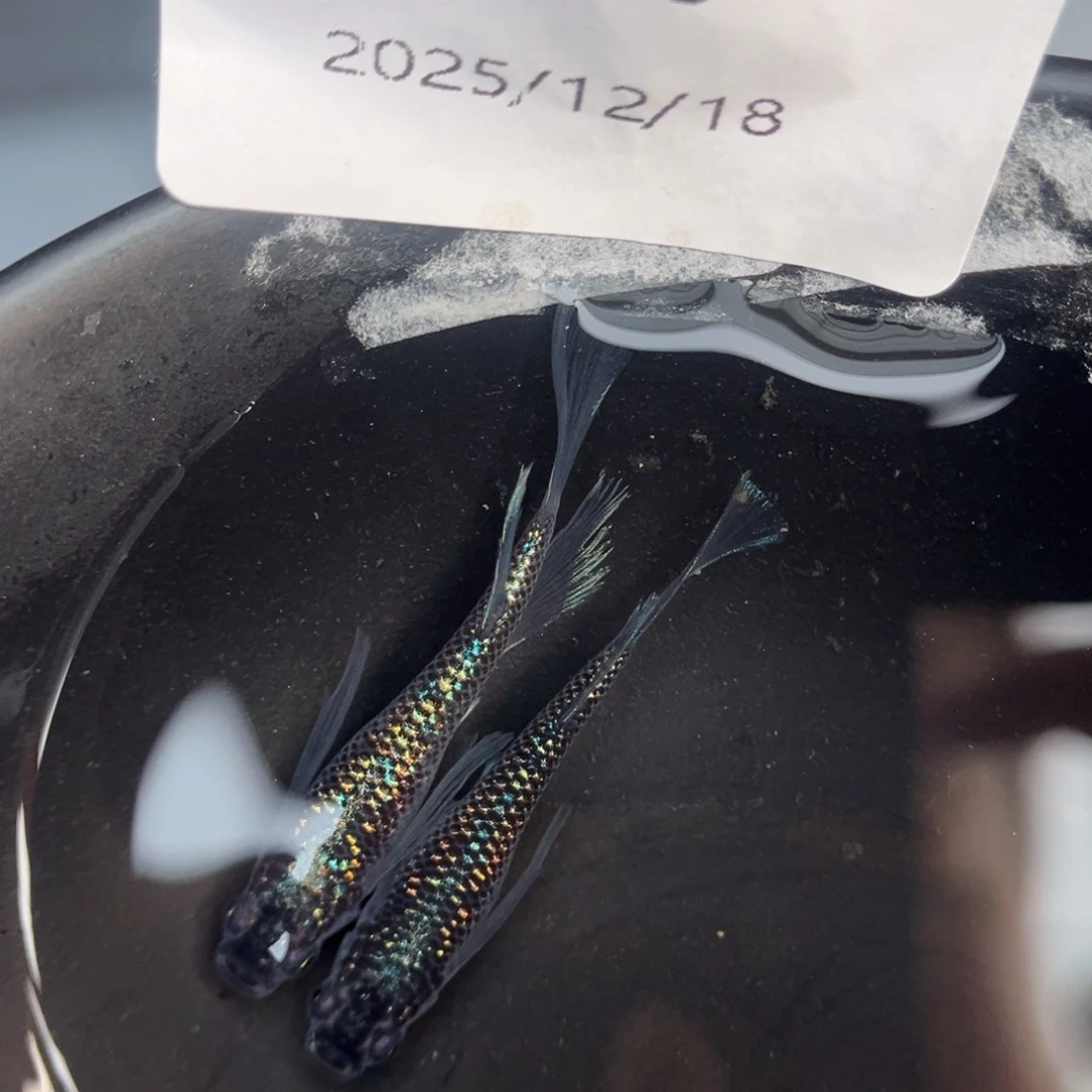 青鳉鱼230海王星真长鳍一对