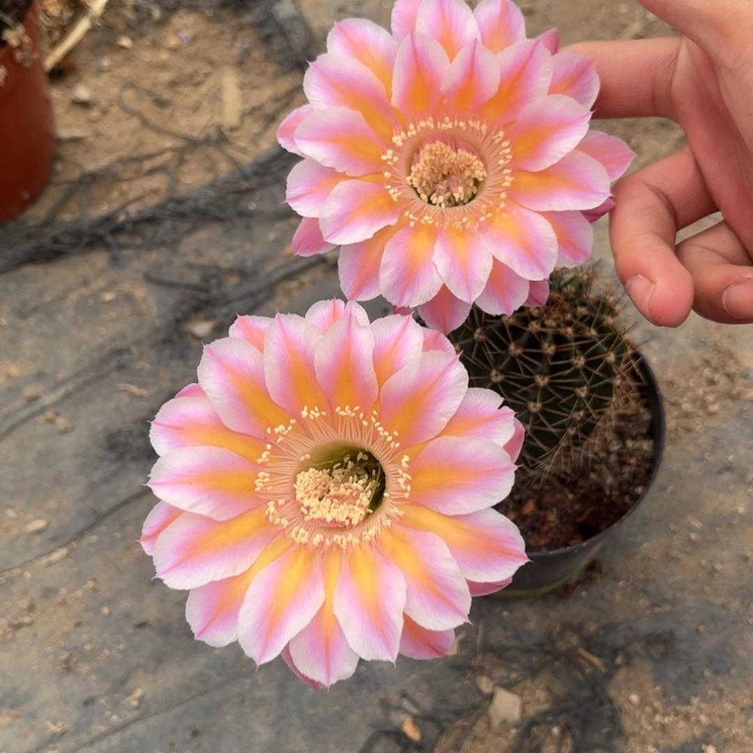 容实生彩草仙人球