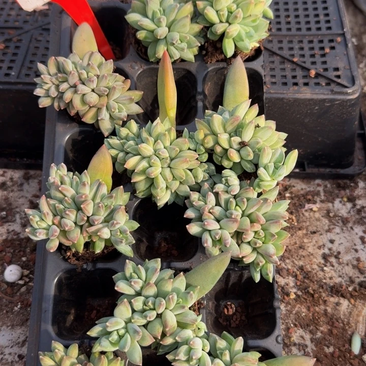 477多肉植物一物一拍