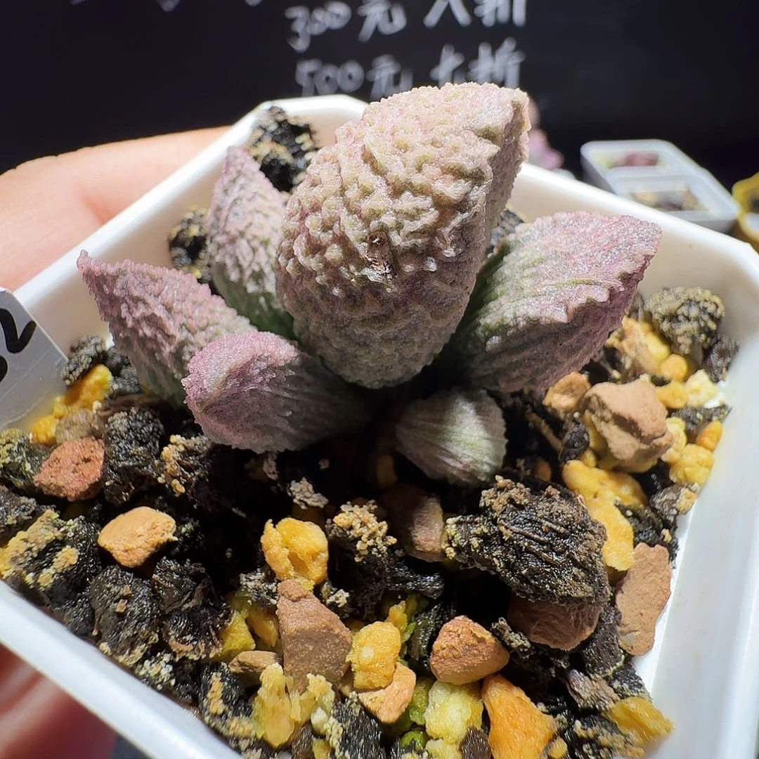 实生水泡，带盆发货，满38包邮，植物售出不退不换