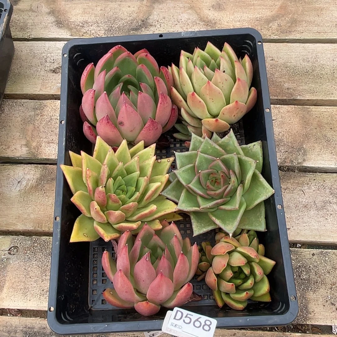 若如东云组拍D568