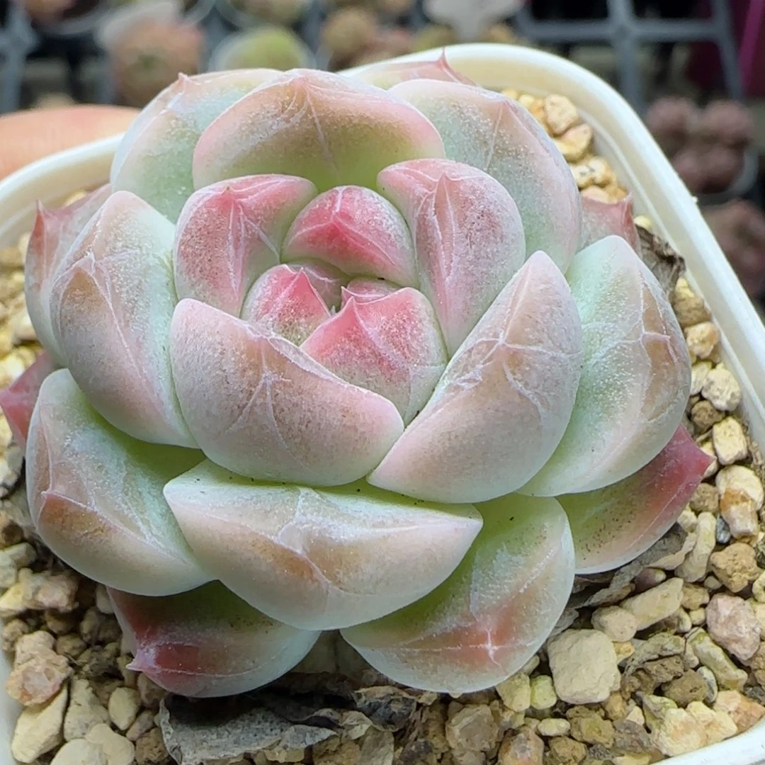 花语逸境0222-608