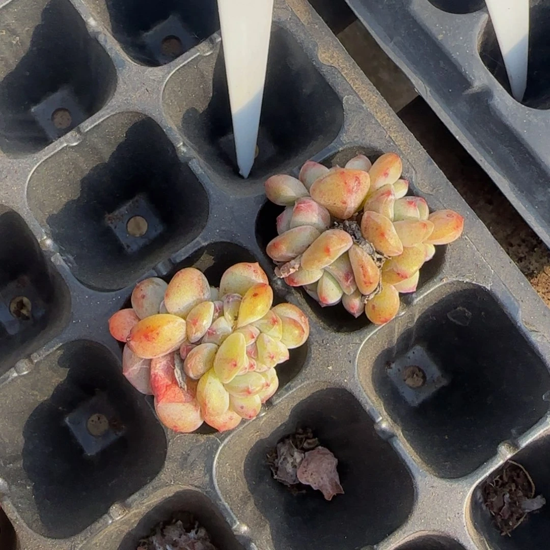 自***乐238号一物一拍特价福利