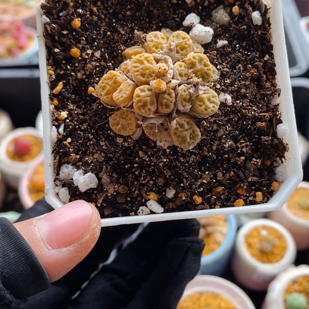 7329--一物一拍 带盆