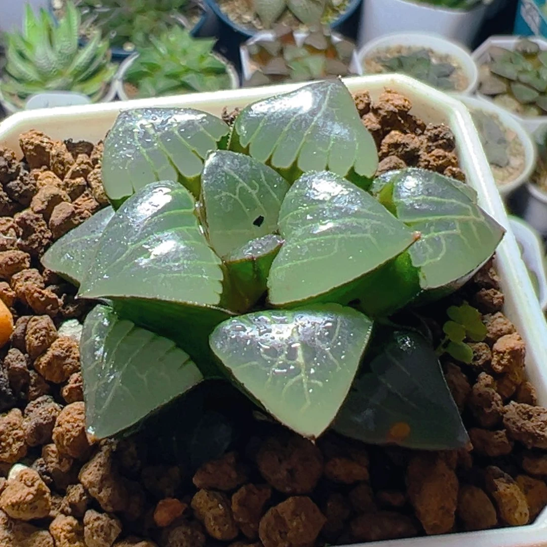 雅典娜玉露多肉多肉一颗