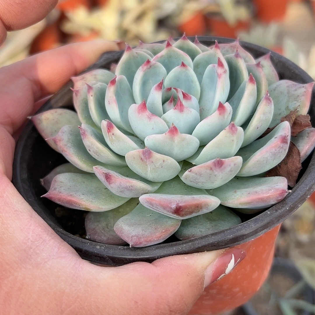 多肉植物吉娃娃单头