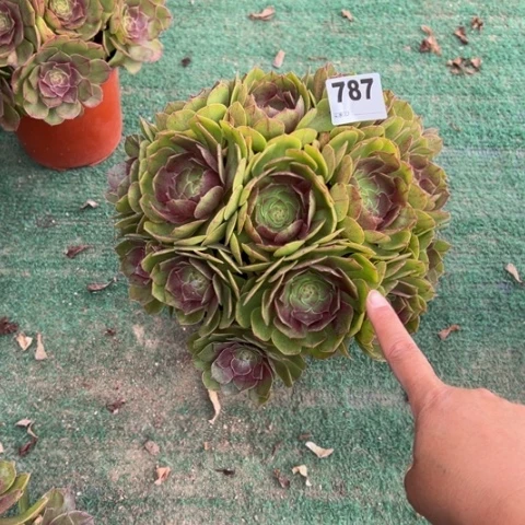 奥***丽787万圣节朵朵多肉，