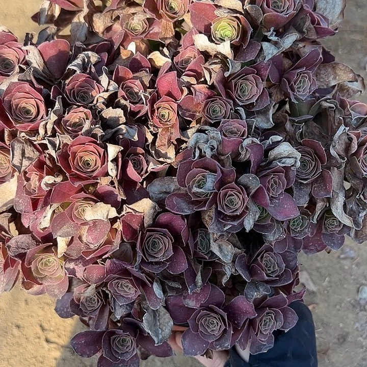 9.25-17玫瑰多肉植物4
