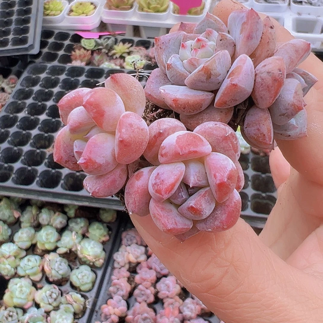 穴盘草莓啵啵双头5颗19包邮多肉