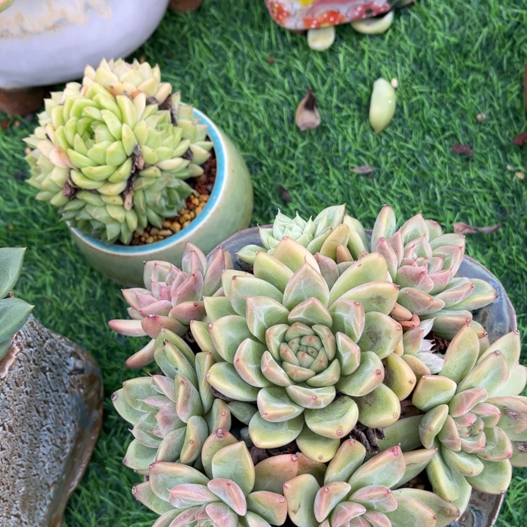 ****）多肉植物兔饱饱……