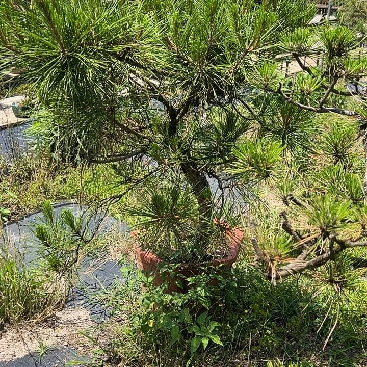 无花朵元****：赤松 盆栽 包邮