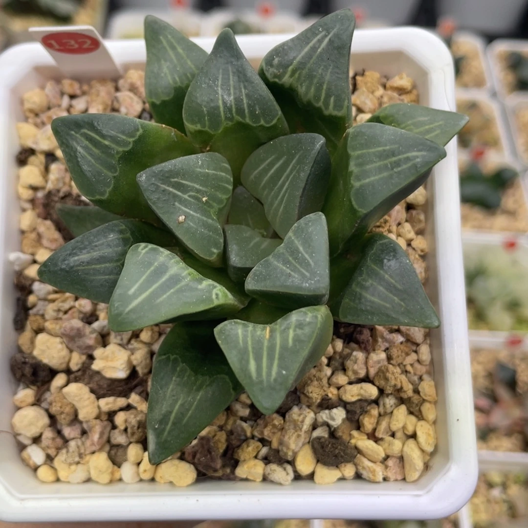 小蔡的菜园 132 牛奶