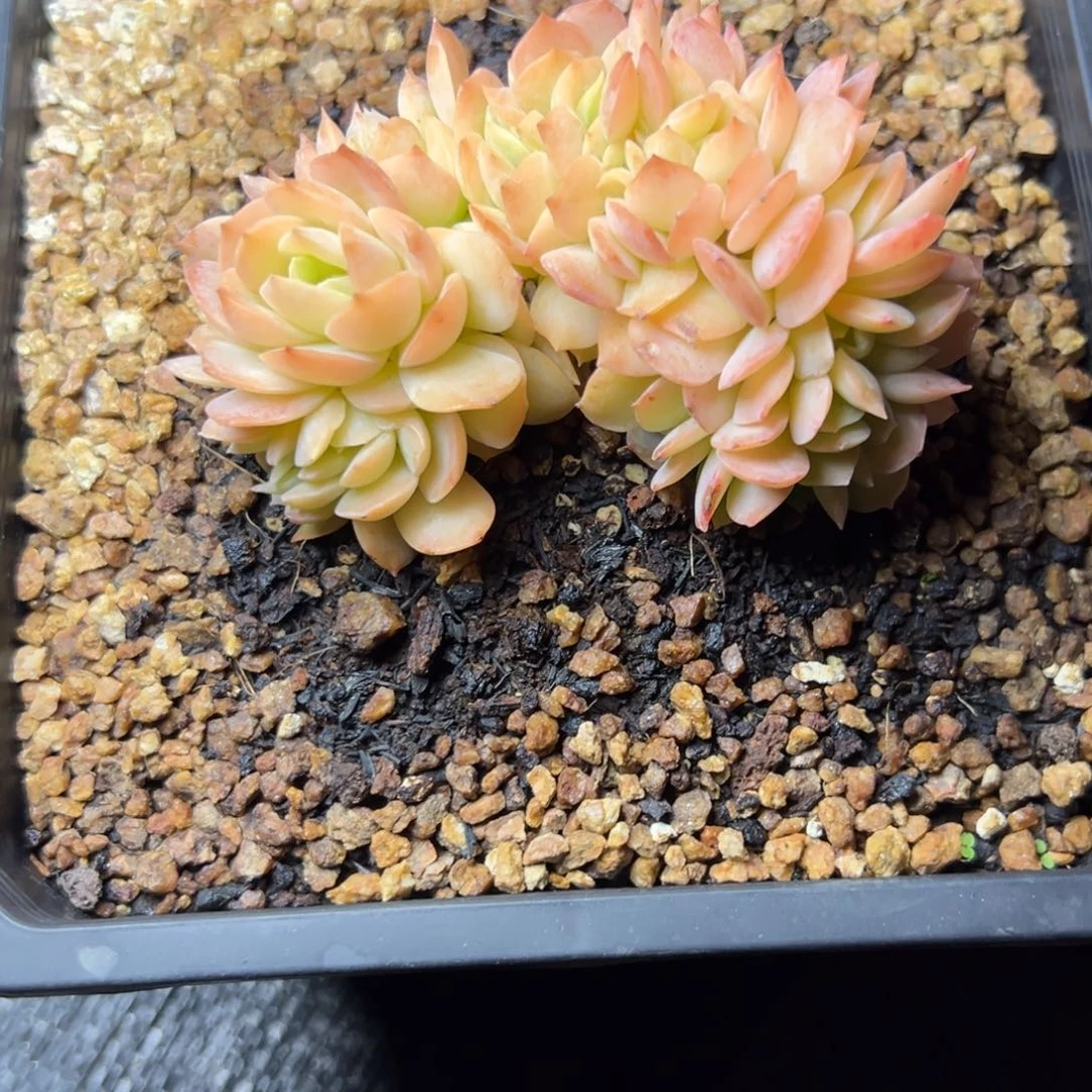 ?***?哈密瓜缀多肉植物29.8