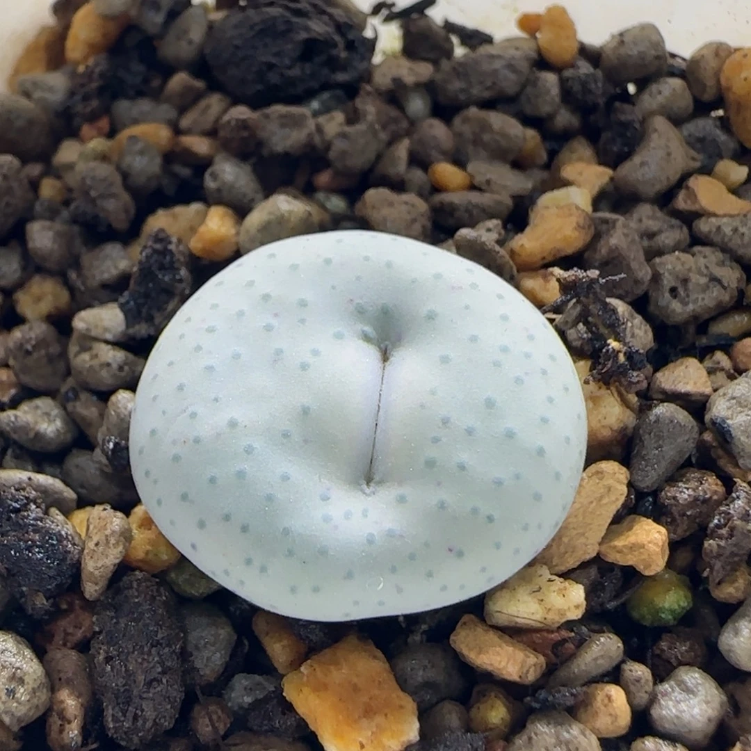 10-8-6-3当天满38包邮嘟嘟嘴大奶油2cm脱土