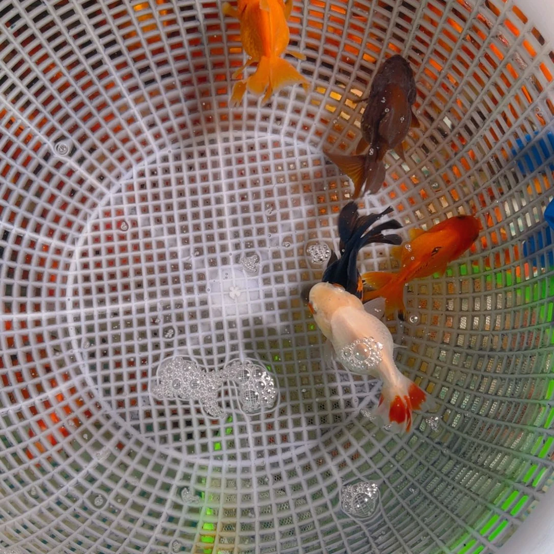 海水鱼花泰狮金鱼40