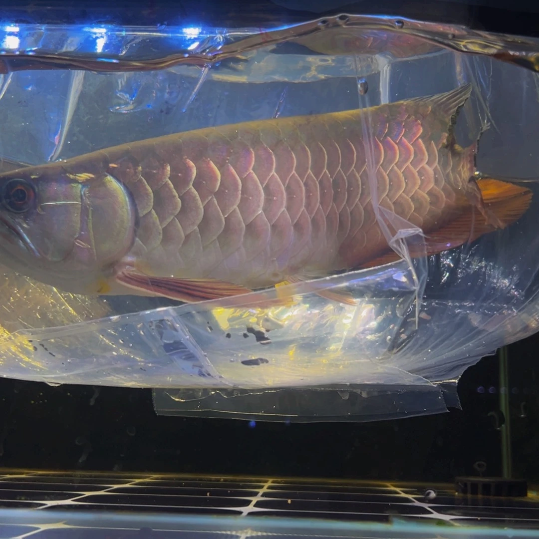 海水鱼夜*空马来西亚古典过背金龙