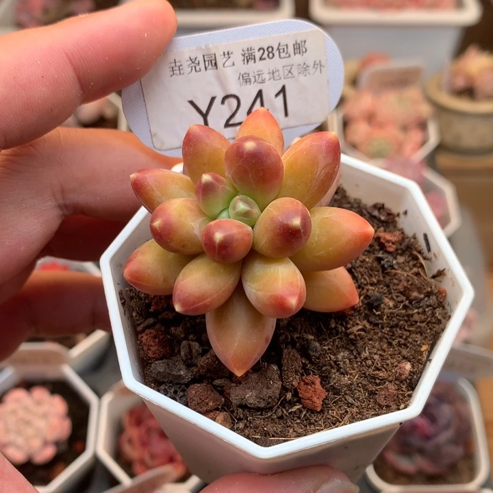 0241千代田4.5厘米