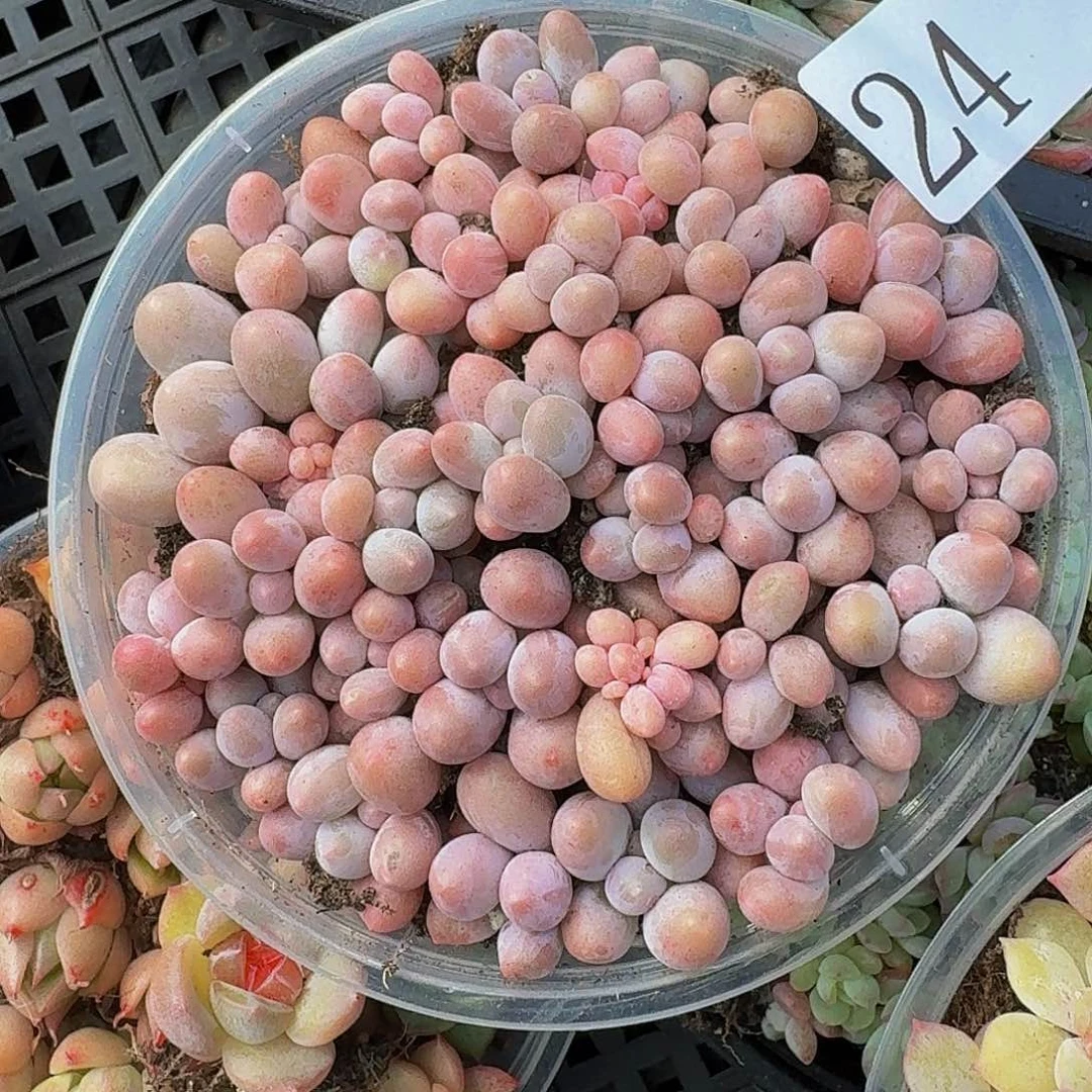 多肉植物多肉植物24