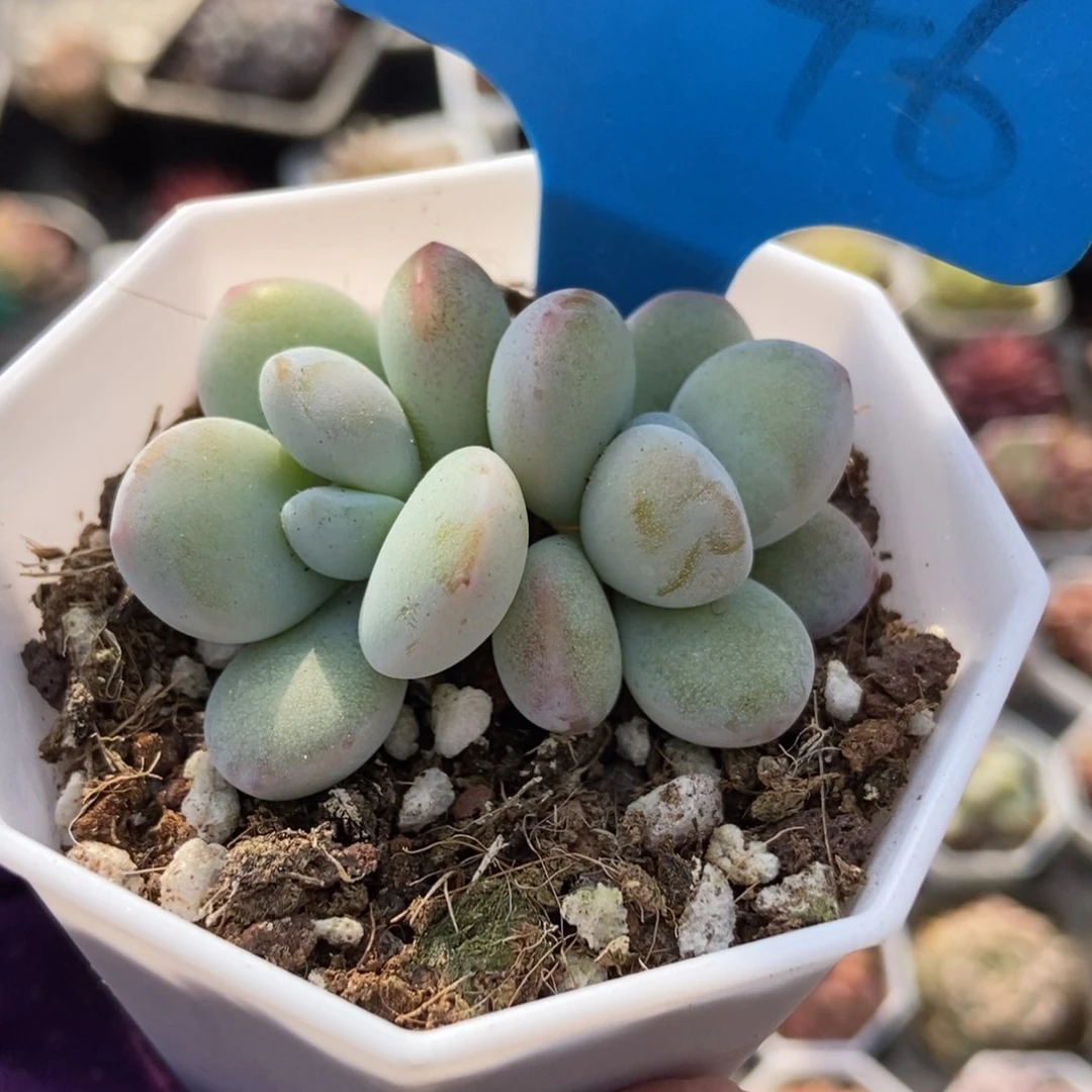 2046雪美人多肉植物保护