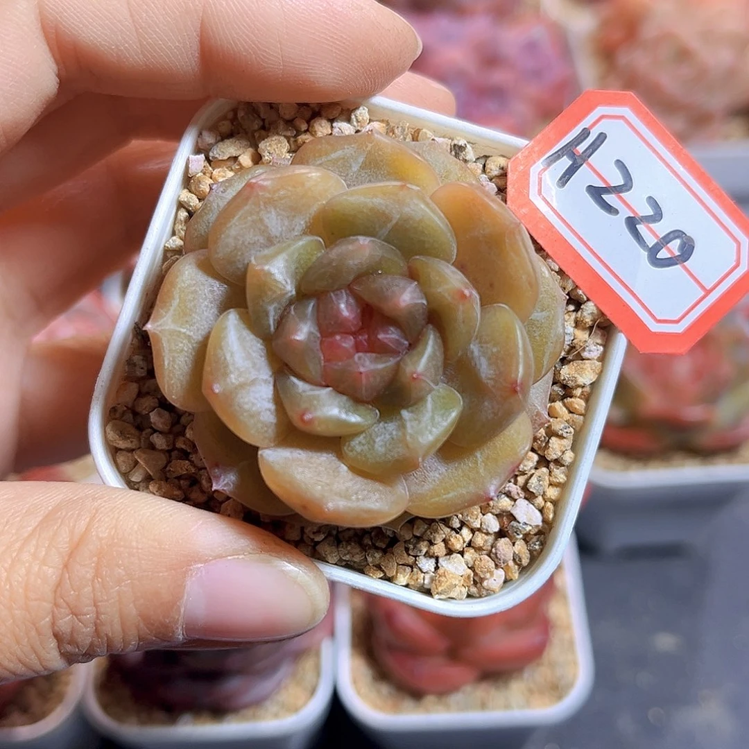 H220  新品珍妮满18包邮