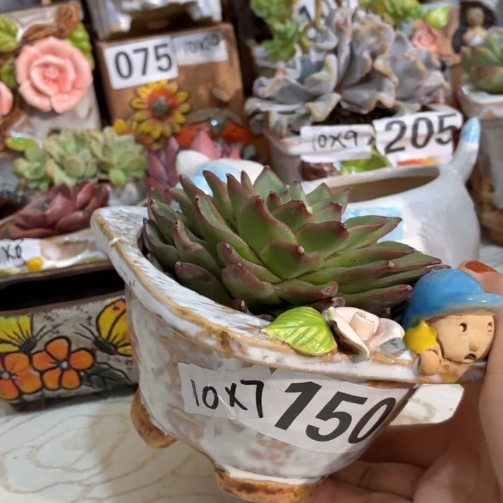 多肉花盆满15包邮，爱退款拉黑