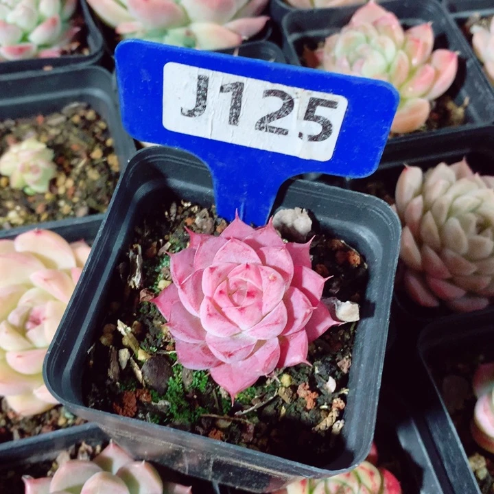 B****a不知名4.5cm多肉植物