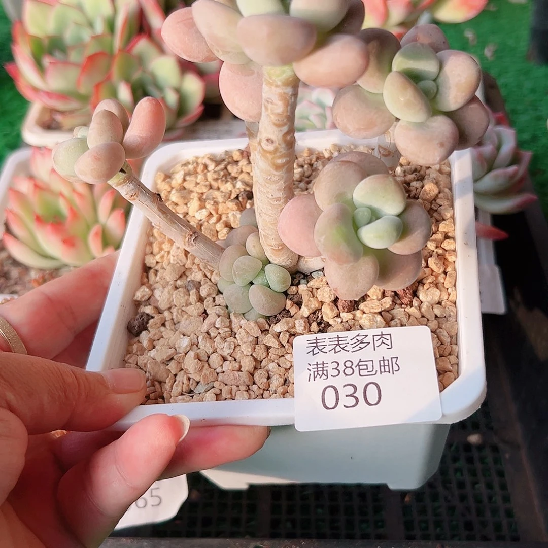 多肉一物一拍植物030