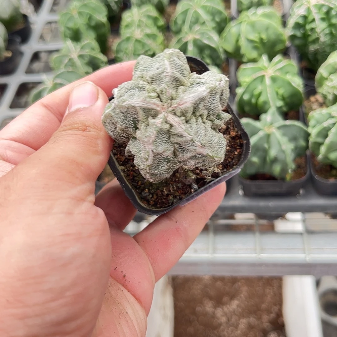 109525一物一拍单头发货
