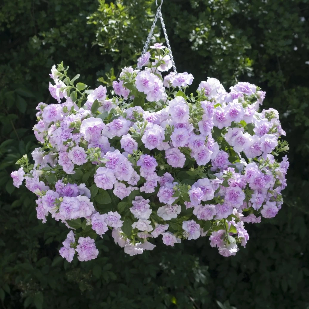 进口重瓣垂吊牵牛爆花神器单瓣花量大伊丽莎白乔安娜紫粉