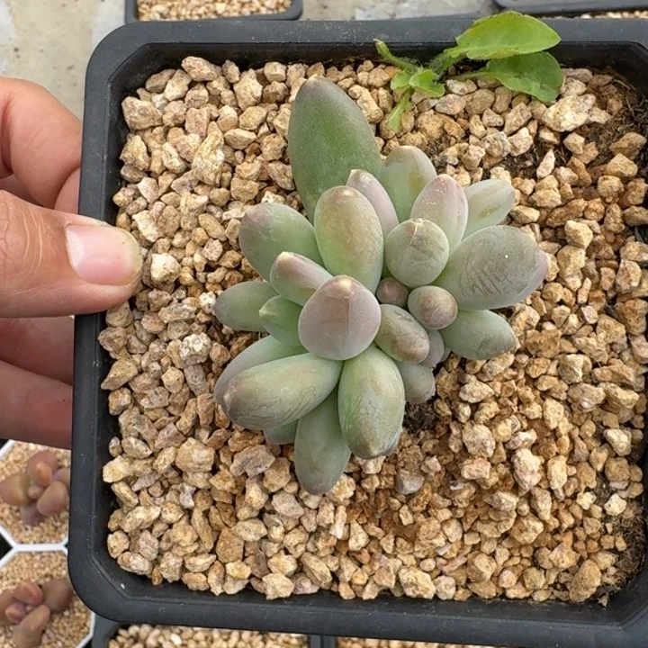 X系列 美人新品 一物一拍