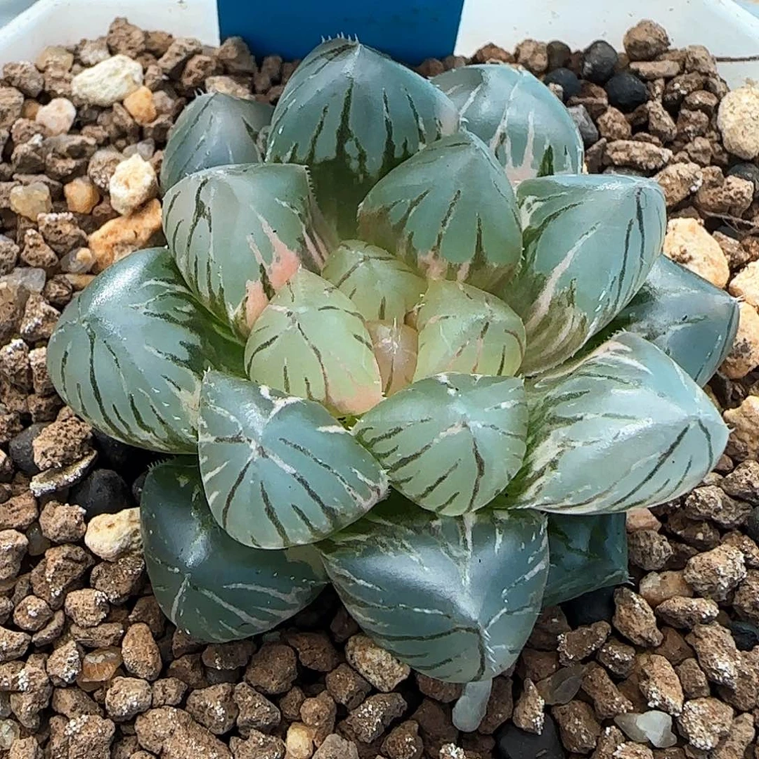66号OM玉露锦一物一拍带盆土满