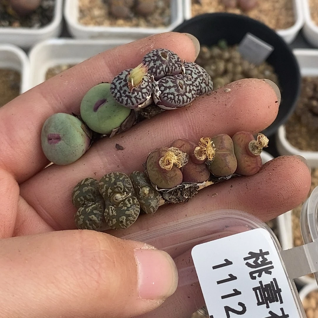 老**楷12-18-组合福利。