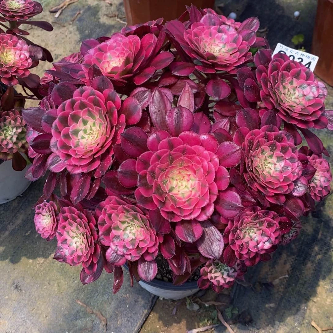 全部花朵034红彤嫩桩一棵