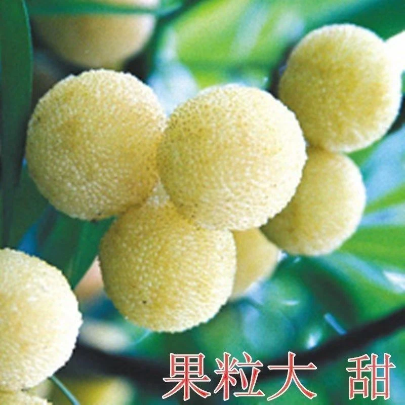【水晶杨梅种子】易种水果蔬菜种子家庭盆栽地载