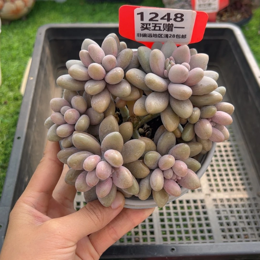 表妹精品多肉1248.