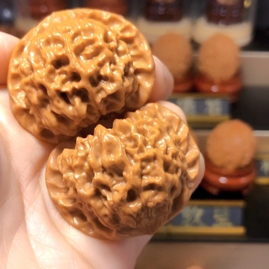 野生小众：玄月狮子头