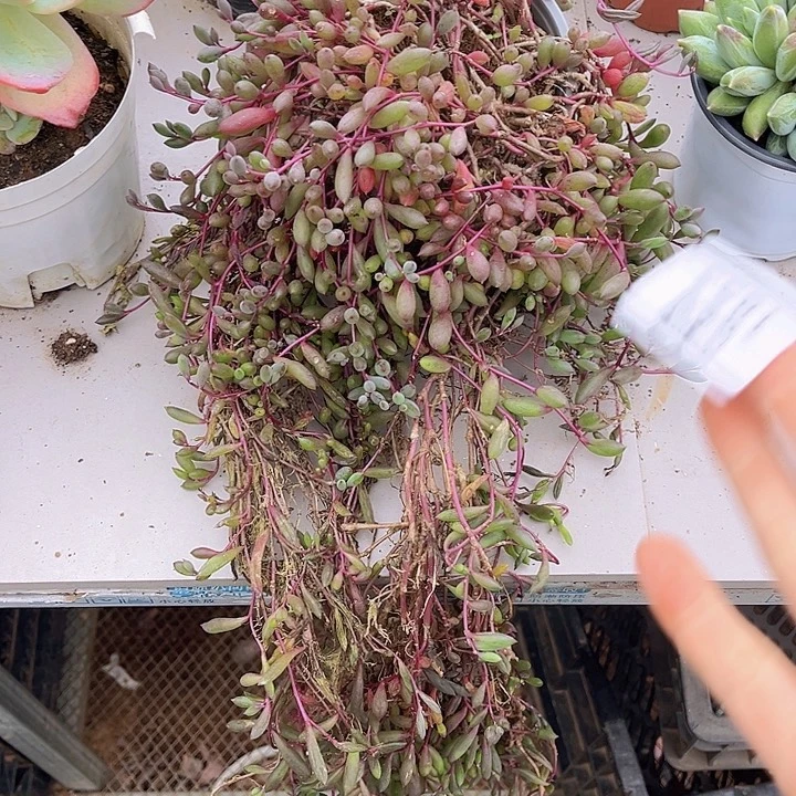 紫玄月1853多肉植物